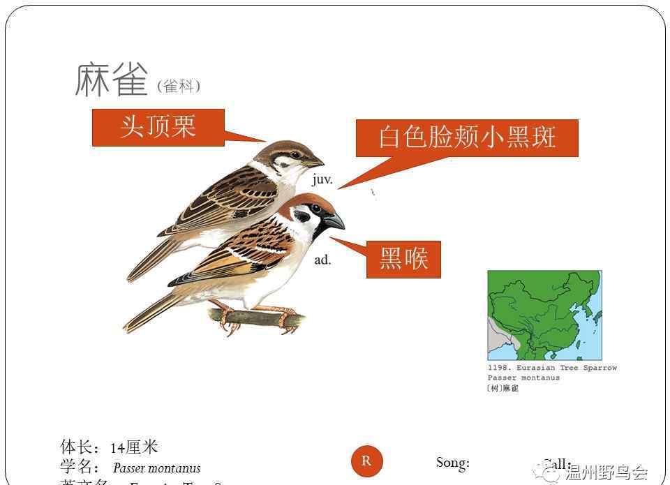wudong 爱鸟周 | 温州最常见的十种鸟 观鸟护鸟从认识鸟儿开始！