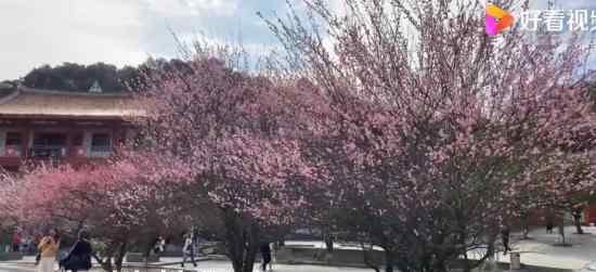 福州千年古寺进入最美梅花季 这究竟是什么情况？