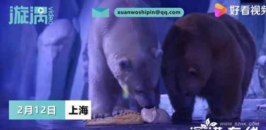 上海北极熊过年吃到4斤重大饺子 什么场面