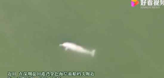 深圳海湾出现白海豚 这到底是什么状况?