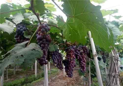 葡萄采摘 葡萄采摘正当时 温州这些葡萄园开始采摘啦