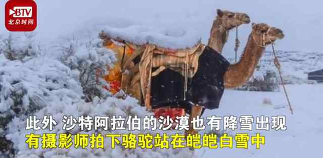 骆驼在撒哈拉沙漠雪中漫步 这到底是什么画面?