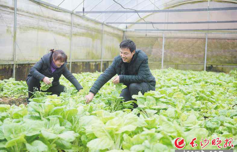 持续低温 走访长沙多家蔬菜生产基地，看菜农们如何应对持续低温阴雨天气