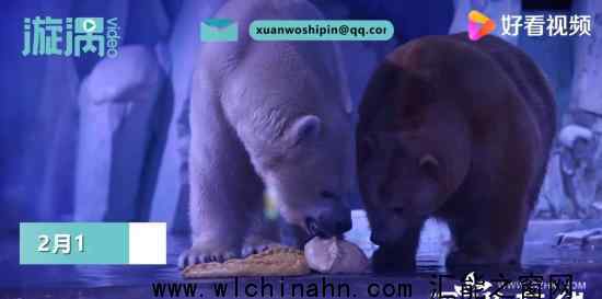 上海北极熊过年吃到4斤重大饺子 为什么会这样