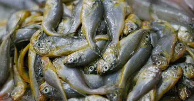 海鲜价格 休渔期开始，温州市场上这些海鲜价格大涨