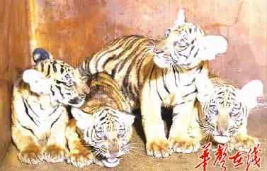 虎宝宝旅游网 长沙生态动物园为四只虎宝宝征集名字 即日起至9月22日