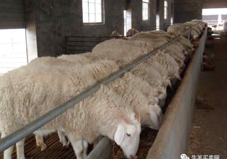10只母羊一年的利润 在农村养10只羊，一年能挣多少钱，需要注意些什么？
