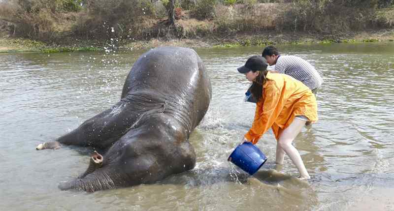 苏林 在泰国“伺候”大象 三位温州人成为“苏林计划”志愿者