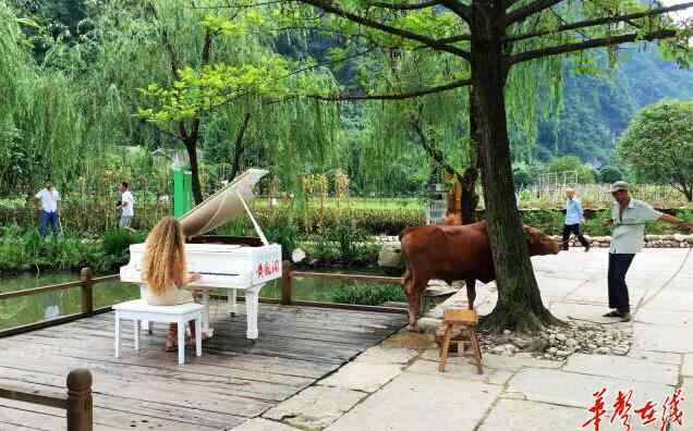 对牛弹琴图片 张家界黄龙洞景区惊现外国游客“对牛弹琴”