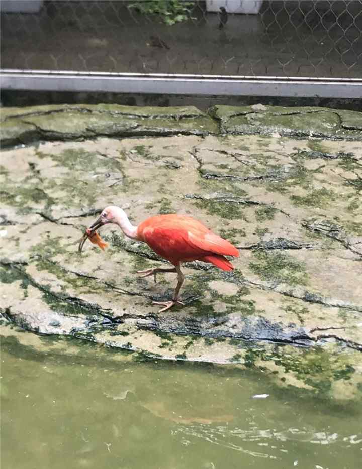 温州动物园 你见过世界上颜色最红的鸟吗？温州动物园红鹮首次繁殖成功