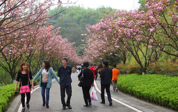 重庆园博园图片 又到樱花烂漫时  来重庆园博园邂逅这条“重庆公园最美园路”吧
