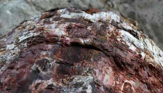 罕见!希腊发现2000万年前化石树 到底什么情况呢？