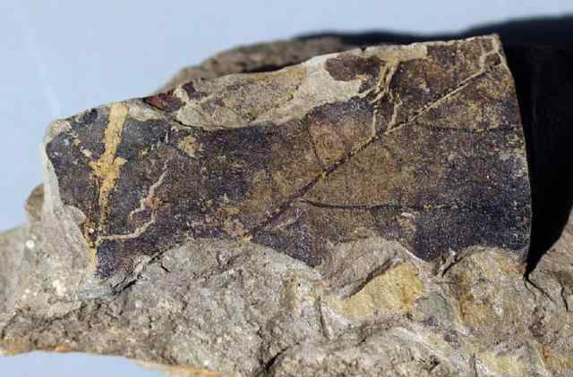 罕见!希腊发现2000万年前化石树