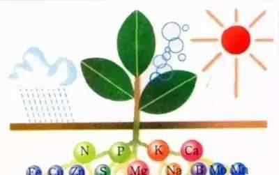 植物生长 【科普】植物生长所需的16种元素
