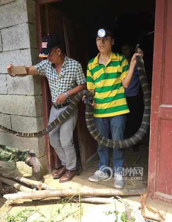 眼镜王蛇图片 泰顺惊现23斤重眼镜王蛇   蛇类专家徒手捕获