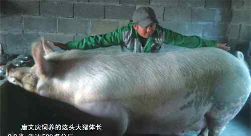 泰顺猪王 2.2米的500多公斤大猪欲破泰顺“猪王”纪录