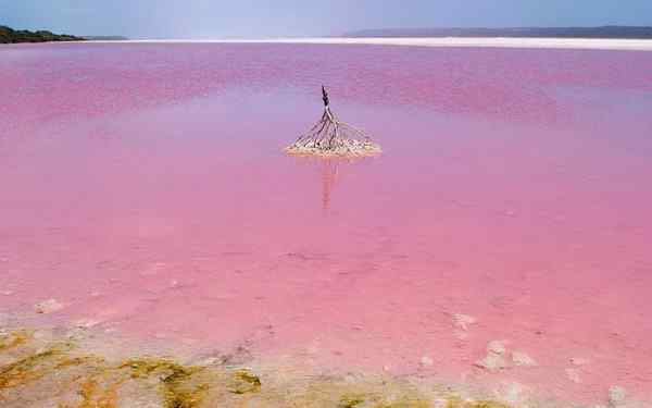 塞内加尔玫瑰湖 少女心爆棚！ 世上竟有这么多粉色湖泊