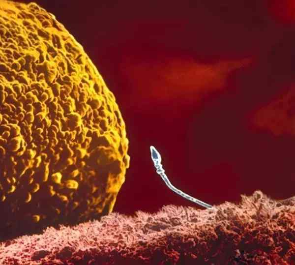 胚胎放入子宫游走图片 超震撼！摄影师记录胎儿在子宫内诞生全过程