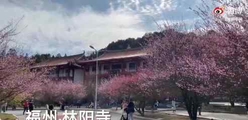 福州千年古寺进入最美梅花季 具体是啥情况?