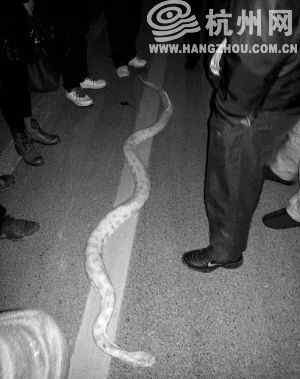 黄金蟒蛇图片 杭州惊现死亡黄金蟒 身长达3米价值上万元/图