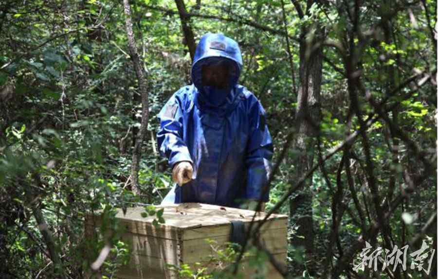 胡蜂养殖技术 “胡蜂王子”王刚：用胡蜂养殖打通精准扶贫最后一公里