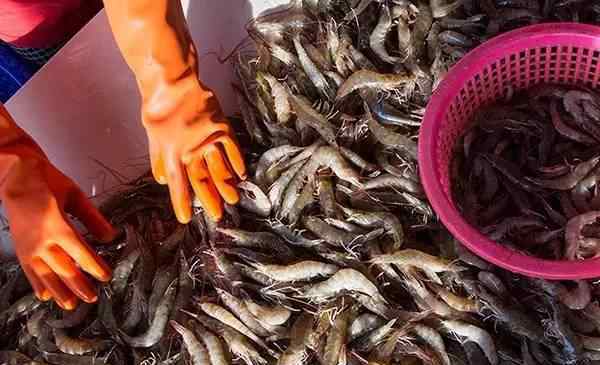 无处可逃被泰国禁映 这些大公司卷入了泰国渔业血汗劳工事件