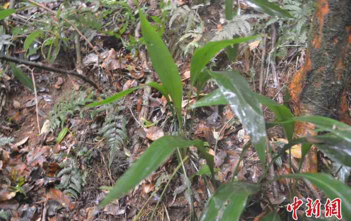 兰花蕉 曾认为已灭绝 广东茂名发现珍稀濒危植物兰花蕉群落