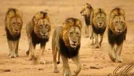 十大雄狮联盟中谁最强 动物史上最著名的雄狮联盟——“坏男孩联盟狮群”