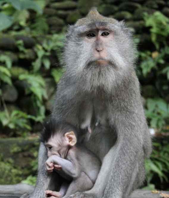 人猴杂交胚胎首次存活20天 究竟发生了什么?