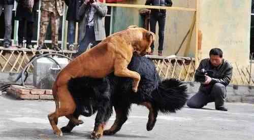比特犬vs藏獒 比特犬和藏獒的死亡之战, 场面完全失控, 最后撬杠撬开死亡之口