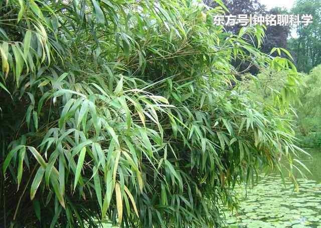 大熊猫爱吃的植物 为什么大熊猫爱吃竹子？竹子难道不会划伤消化器官的内壁吗？