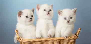 布偶猫多少钱一只幼崽 养一只布偶猫一个月花费多少钱