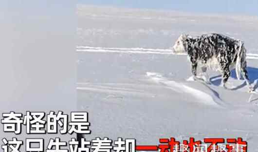 哈萨克斯坦零下30度男子见雪地站着乳牛一动不动 靠近后看到震惊一幕
