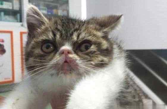 猫杯状病毒症状 猫杯状病毒感染：流口水、眼屎、打喷嚏、口腔溃疡、慢性口炎