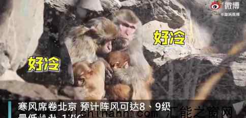 北京动物园猴子抱团取暖 为什么会这样做
