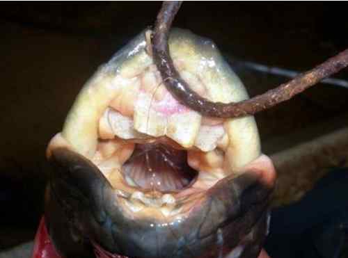 星点肺鱼 阿根廷渔民捕获奇特鱼 美洲肺鱼竟然长着人类的牙齿