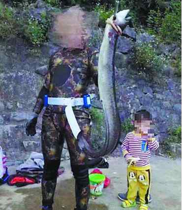花鳗鲡 广西灵婉湖鱼王遭猎杀 花鳗鲡属于国家二级保护动物真凶不明
