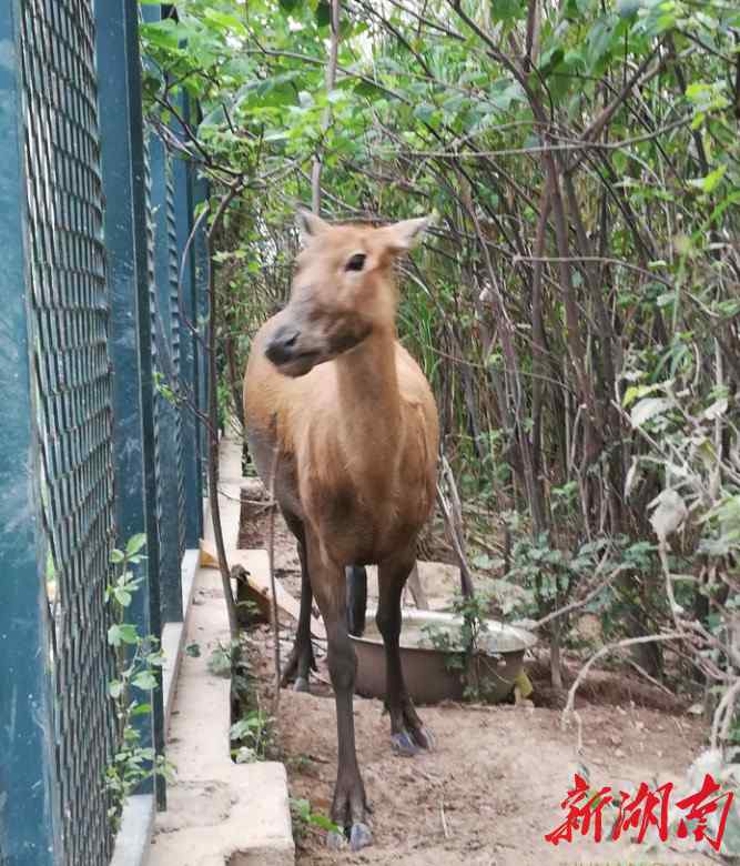 神鹿 洞庭神鹿——东洞庭湖国家级自然保护区麋鹿保护纪实（下）