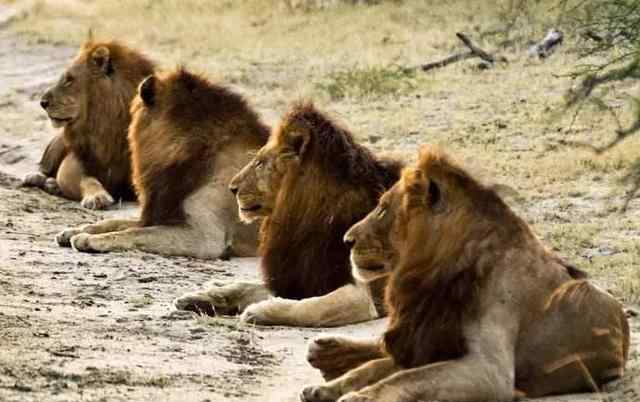 十大雄狮联盟中谁最强 动物史上最著名的雄狮联盟——“坏男孩联盟狮群”