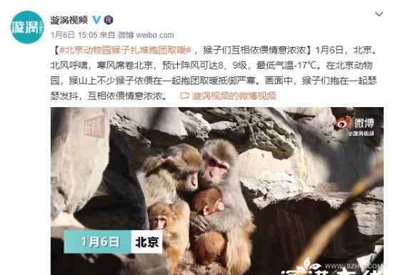 北京动物园猴子抱团取暖 这是什么情况