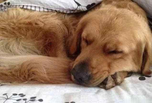 狗狗为什么喜欢挨着人睡 狗狗为什么喜欢跟主人一起睡？原因有5个，不只是喜欢你