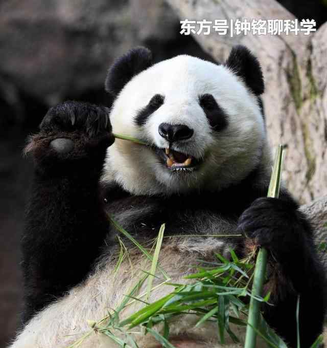 大熊猫爱吃的植物 为什么大熊猫爱吃竹子？竹子难道不会划伤消化器官的内壁吗？