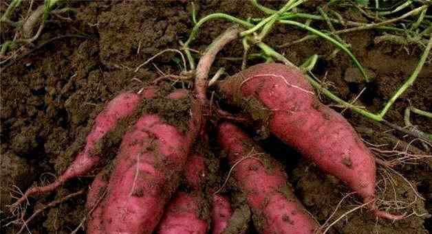 最好的红薯育苗方法 只要掌握这四种正确种植红薯方法，绝对高产