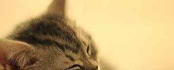 猫咪睡觉打鼾正常吗 猫咪睡觉会打呼噜吗？发出“咕噜噜”的声音是为什么？