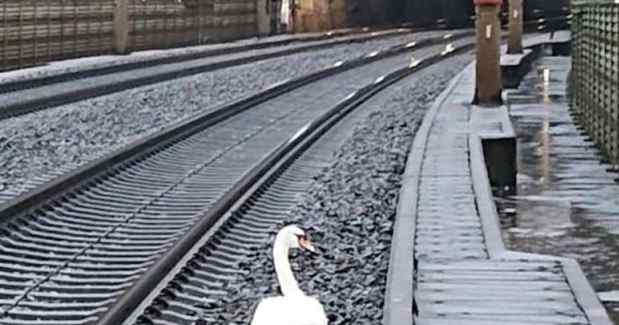 天鹅哀悼同伴导致23列火车延误 天鹅一生只找一个伴侣