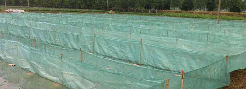 网箱养殖水蛭 水蛭网箱养殖新方法，水蛭养殖最大的困难