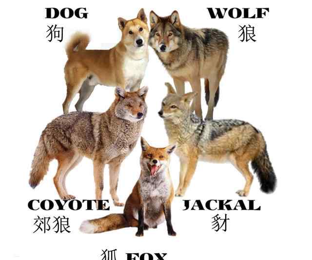 野狗和鬣狗有什么区别 鬣狗、猎狗、豺狗、野狗傻傻分不清楚，看完这篇您就明白了
