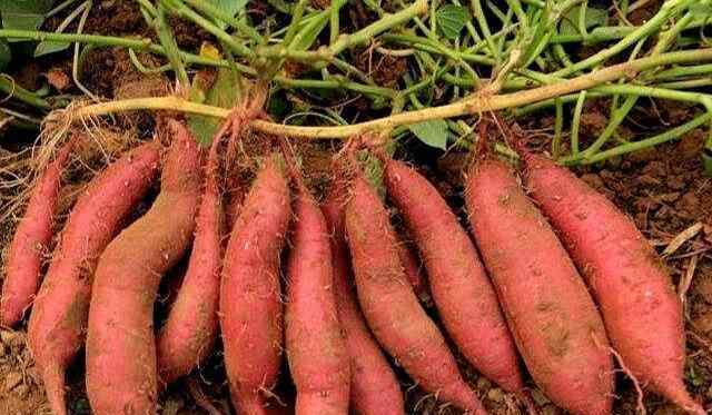 最好的红薯育苗方法 只要掌握这四种正确种植红薯方法，绝对高产