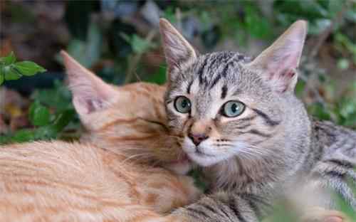猫咪发春的救治办法 公猫几年后就不会发春了