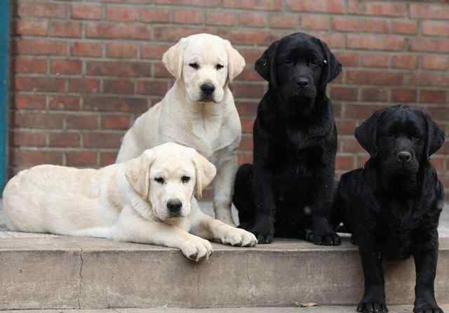 拉布拉多犬特点 拉布拉多犬若有这5个特点，就一定不纯，你知道吗？